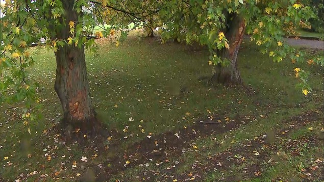 Des arbres le long d'une route, à Joliette.