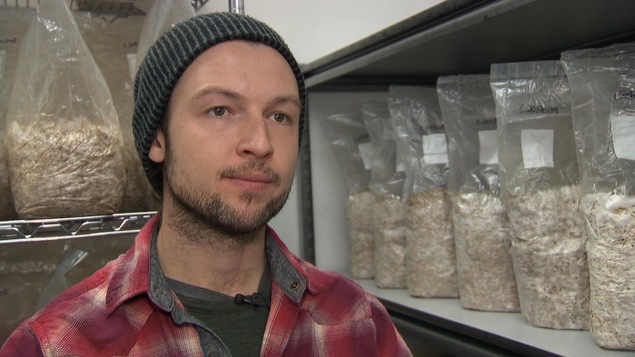 Alexandre Veillette est dans le laboratoire de La Pleurotière. Des sacs de grains d'avoine sont en voie d'être colonisés par le Mycélium. Alexandre Veillette est dans le laboratoire de La Pleurotière. Des sacs de grains d'avoine sont en voie d'être colonisés par le Mycélium.