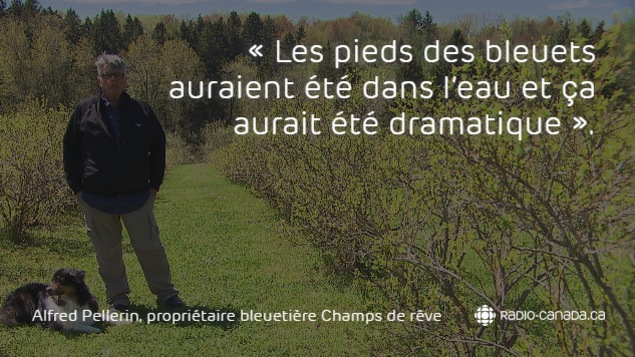 Alfred Pellerin est propriétaire de la bleuetière bio Champs de rêve à Sainte-Geneviève-de-Batiscan. Alfred Pellerin est propriétaire de la bleuetière bio Champs de rêve à Sainte-Geneviève-de-Batiscan.