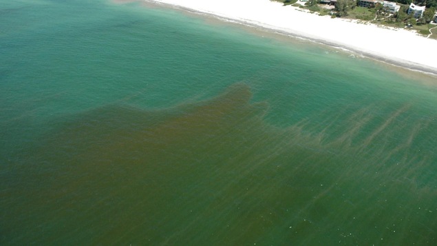 L'eau a une coloration rougeâtre au large d'une plage habitée.