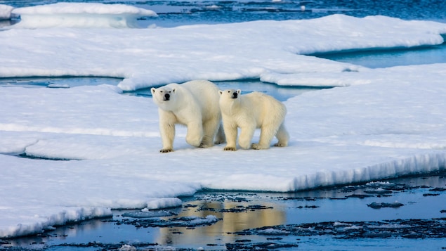 Biodiversité avec Mario Cyr : La chasse des grands prédateurs dans l'Arctique
