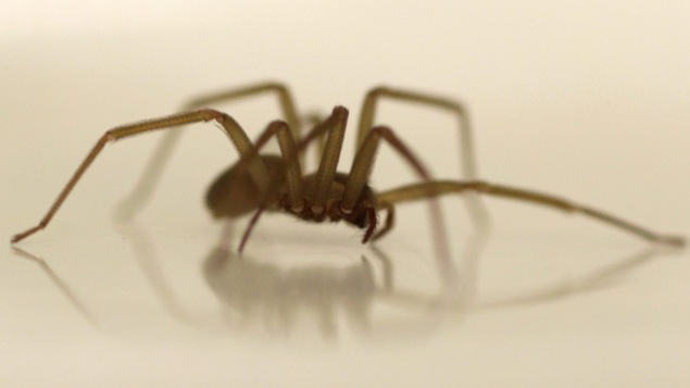 C'est une araignée de cette espèce, la recluse brune, qui a vraisemblablement mordu Stephen McKellar. C'est une araignée de cette espèce, la recluse brune, qui a vraisemblablement mordu Stephen McKellar.