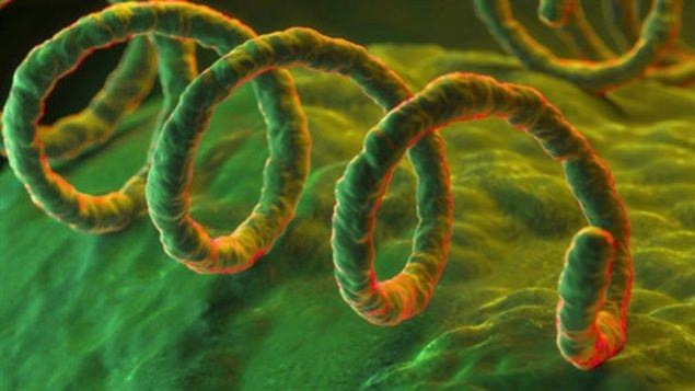 La bactérie responsable de la syphilis