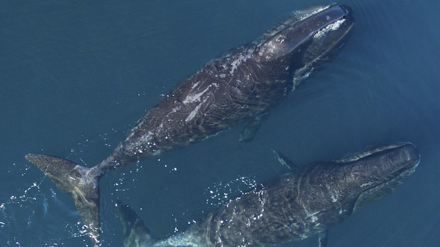 Deux baleines boréales nagent vue d'en haut