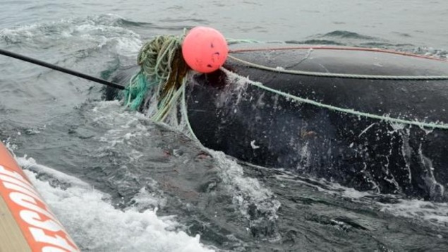 Joe Howlett a sauvé plusieurs baleines prises dans des filets de pêcheurs par le passé, comme celle-ci en août 2016.