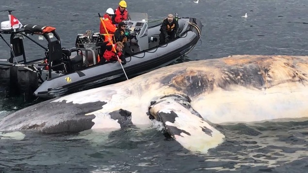 Des chercheurs sur un radeau pneumatique à côté d'une carcasse de baleine.