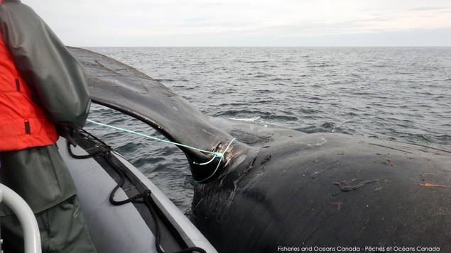 Une carcasse de baleine noire près d'un bateau