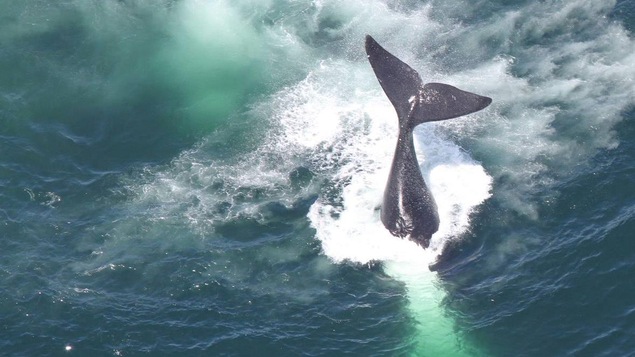 Une baleine effectuant une plongée