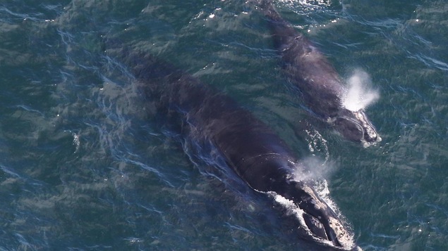 Une femelle baleine noire de l'Atlantique Nord, baptisée EgNo 4180, et son baleineau aperçus dans la baie de Cape Cod le 11 avril 2019.