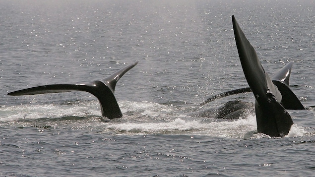 Des baleines noires de l’Atlantique Nord