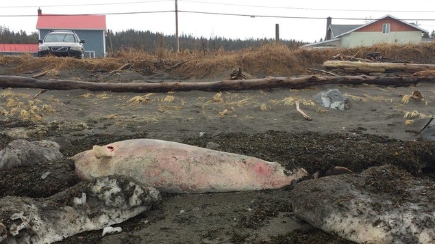 Jusqu'à une vingtaine de bélugas sont retrouvés morts sur les rives du Saint-Laurent chaque année.