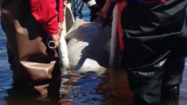 Le béluga sur une civière Le béluga sur une civière
