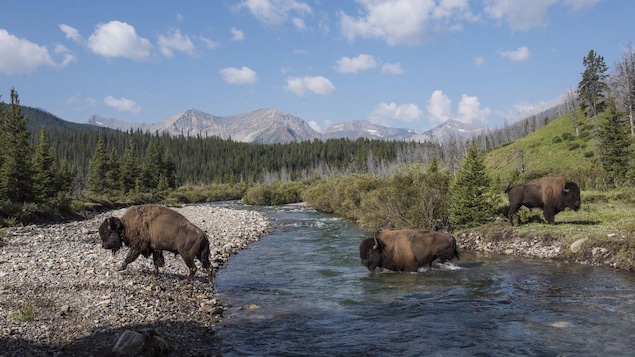 À la rencontre des bisons, un parcours spirituel
