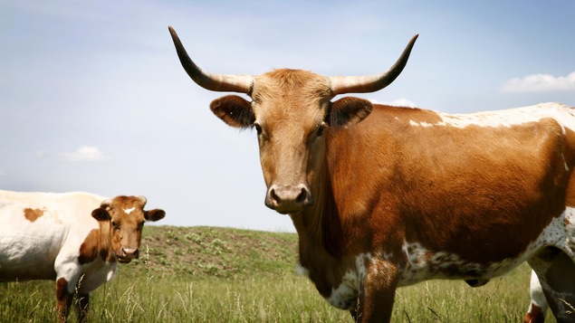Deux vaches cornues dans un pâturage.