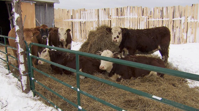 Des boeufs debout et couchés sur des balles de foin dehors dans la neige