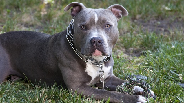 Un pitbull avec un jouet entre les pattes.