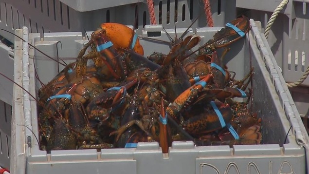 Homards vivants dans une caisse