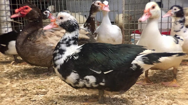 Des canards dans un élevage.