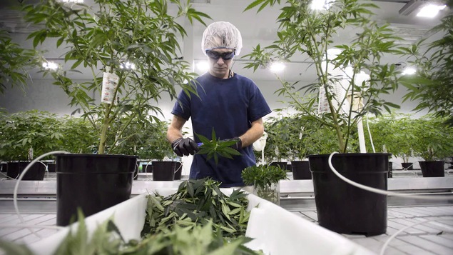 Un homme en train de mesurer une feuille de cannabis.