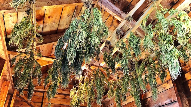 Culture illégale de cannabis dans le sud-est du Nouveau-Brunswick.