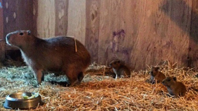 Photo de la maman capybara en compagnie de ses trois petits.