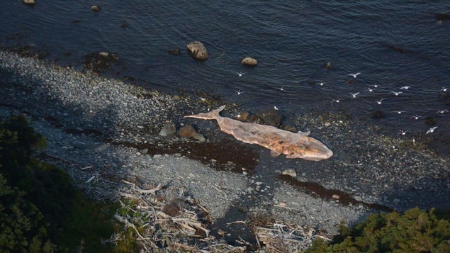 Baleine morte à Terre-Neuve