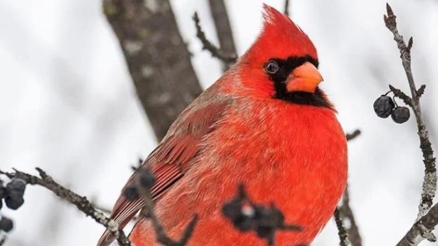 Un oiseau rouge et noir sur une branche.