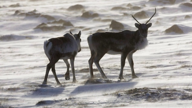 Deux caribous en contre-jour dans la neige