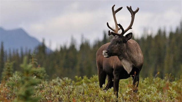 Un caribou des bois marche dans un boisé Un caribou des bois marche dans un boisé