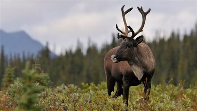 Un caribou des bois. Un caribou des bois.