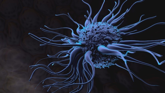 Une cellule dendritique Une cellule dendritique