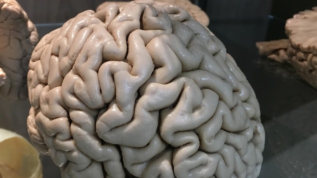 Le département d'anatomie de l'Université du Québec à Trois-Rivières (UQTR) préserve des parties du corps humain, tel ce cerveau.