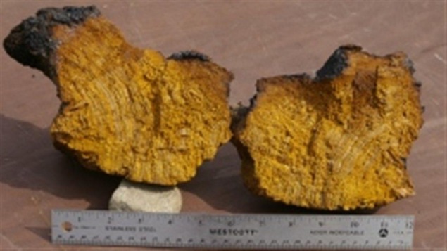 Le chaga est reconnu pour ses propriétés médicinales. Le chaga est reconnu pour ses propriétés médicinales.