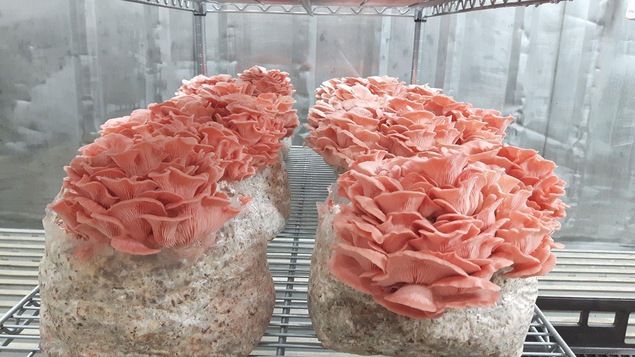 Des champignons de la Pleurotière inc., une entreprise spécialisée dans les champignons biologiques.