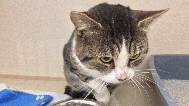 Un chat tient sa patte blessée en l'air, au-dessus d'un bol de nourriture.