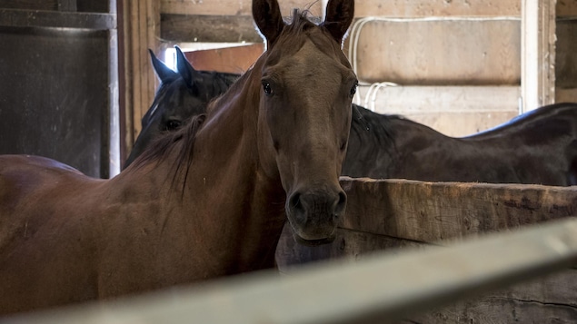Des chevaux dans une écurie