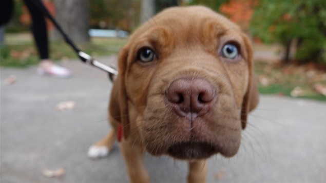 Gros plan sur le museau d'un chien