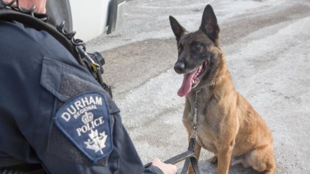De chiot de refuge à chien policier en banlieue de Toronto