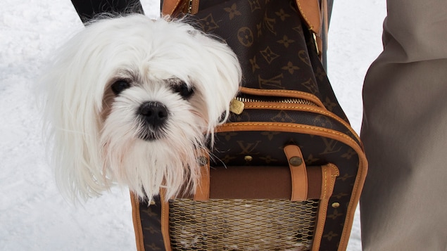 On voit la tête d'un petit chien blanc sortir d'un sac à chien Louis Vuitton.