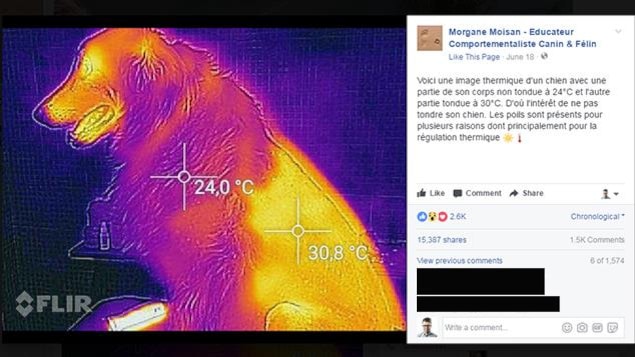 Capture d'écran d'une publication Facebook. Nous pouvons voir ce qui semble être une image thermique d'un chien à moitié rasé. La température du pelage est de 24 degrés Celsius, alors que la température de la peau rasée est de 30,8 degrés Celsius. Capture d'écran d'une publication Facebook. Nous pouvons voir ce qui semble être une image thermique d'un chien à moitié rasé. La température du pelage est de 24 degrés Celsius, alors que la température de la peau rasée est de 30,8 degrés Celsius.
