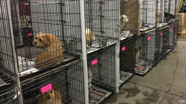 10 chiens rescapés d'un marché de viande en Chine trouvent