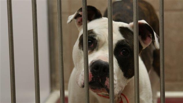 Un chien de type pitbull dans une cage. Un chien de type pitbull dans une cage.