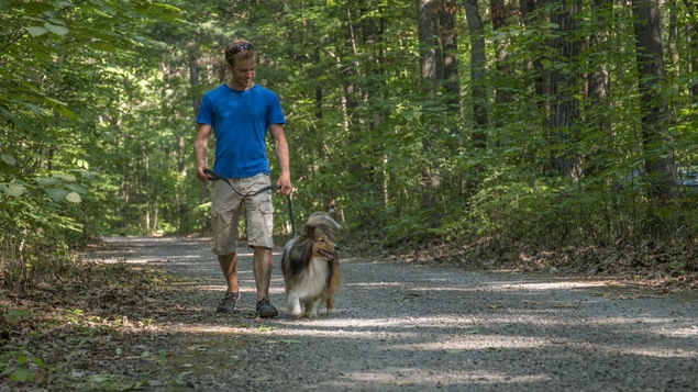 Un chien promené en laisse au parc d'Oka