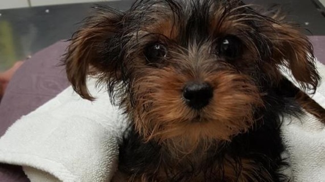 Une petite chienne