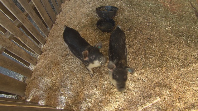 Deux petits cochons dans un enclos Deux petits cochons dans un enclos