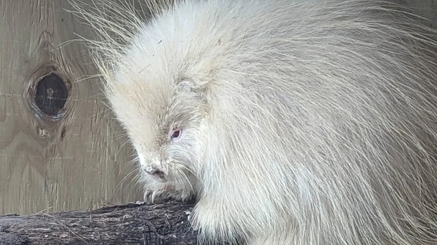 Un porc-épic albinos.