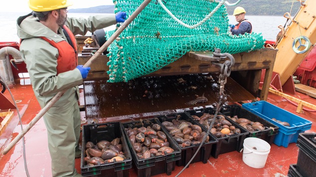 Des chercheurs évaluent les stocks de concombre de mer pour la première fois.