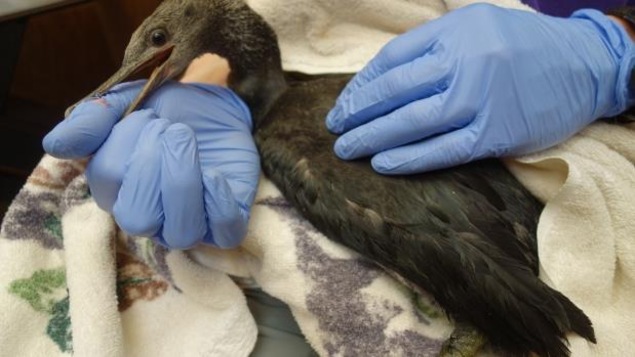 Ce cormoran pélagique souffrait de déshydratation avant d'être secouru par l'Association Wildlife Rescue
Ce cormoran pélagique souffrait de déshydratation avant d'être secouru par l'Association Wildlife Rescue