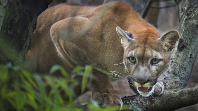 Un cougar agressif.