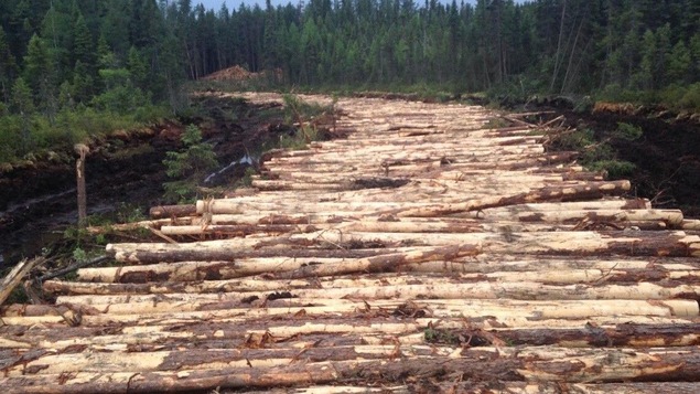 Le Conseil des Atikamekw d'Obedjiwan dénonce une coupe forestière sur son territoire.